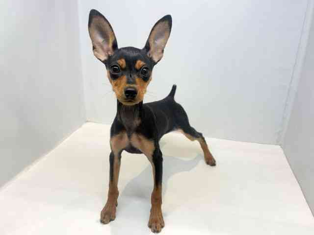 大阪府のミニチュアピンシャー (ひごペットフレンドリーセブンパーク天美店/2025年9月19日生まれ/女の子/ブラックタン)の子犬の3枚目の画像