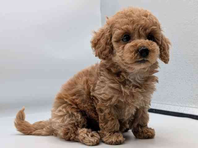 香川県のトイプードル(トイ) (ひごペットフレンドリーゆめタウン高松店/2025年9月17日生まれ/女の子/アプリコット)の子犬の3枚目の画像
