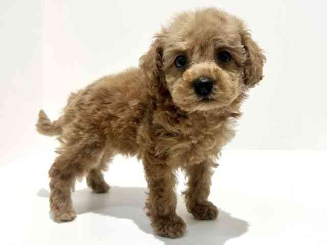 大阪府のトイプードル(トイ) (ひごペットフレンドリーイオン高槻店/2025年9月21日生まれ/男の子/レッド)の子犬の3枚目の画像