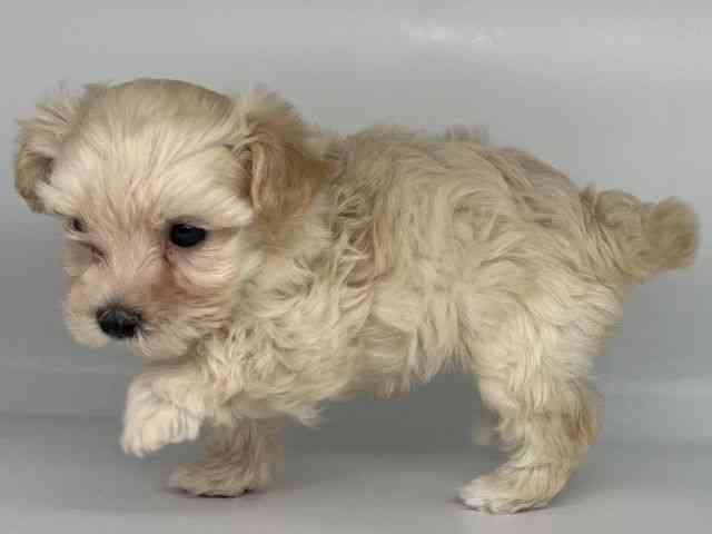 徳島県のマルプー(マルチーズ×プードル) (ひごペットフレンドリーゆめタウン徳島店/2025年9月19日生まれ/女の子/クリーム)の子犬の3枚目の画像