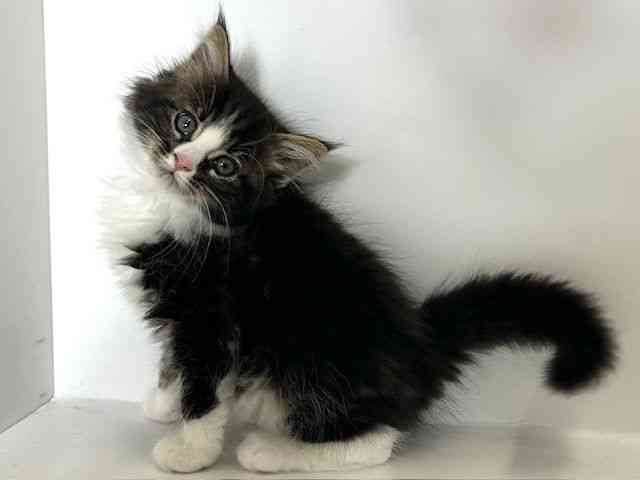 大阪府のノルウェージャンフォレストキャット (ひごペットフレンドリーアクロスプラザ住之江店/2025年9月20日生まれ/男の子/ブラウンタビーホワイト)の子猫の3枚目の画像