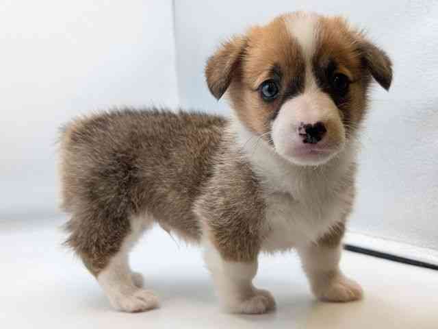 香川県のウェルシュコーギーペンブローク (ひごペットフレンドリーゆめタウン高松店/2025年9月14日生まれ/男の子/レッドホワイト)の子犬の3枚目の画像