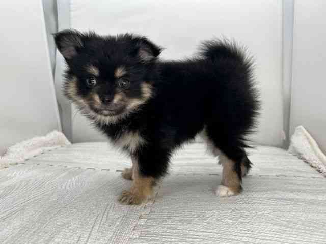 島根県のポメチワ/チワポメ/ポメチー(ポメラニアン×チワワ) (ひごペットフレンドリーイオンモール出雲店/2025年9月22日生まれ/女の子/ブラックタンホワイト)の子犬の3枚目の画像