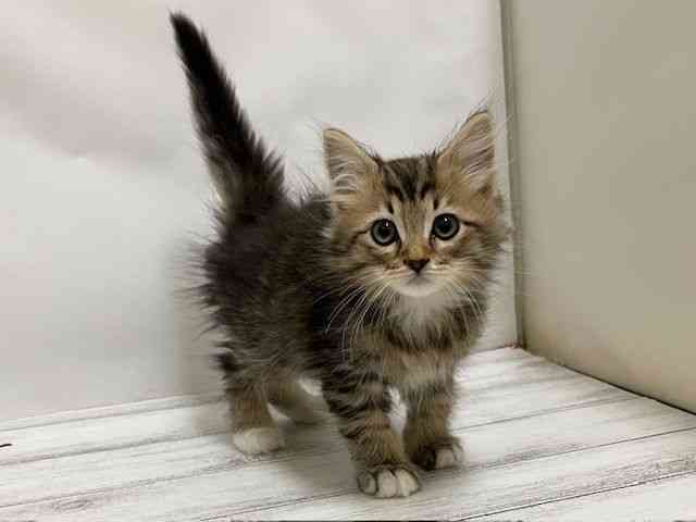 和歌山県のサイベリアン (ひごペットフレンドリーパームシティ和歌山店/2025年9月10日生まれ/男の子/ブラウンタビーホワイト)の子猫の3枚目の画像