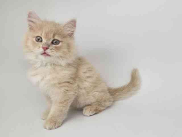 大阪府のラガマフィン (ひごペットフレンドリー泉ヶ丘店/2025年9月21日生まれ/男の子/クリームホワイト)の子猫の3枚目の画像