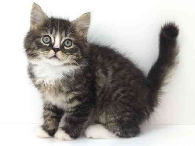 大阪府のラガマフィン (ひごペットフレンドリーいこらもーる泉佐野店/2025年9月21日生まれ/男の子/ブラウンタビーホワイト)の子猫の3枚目の画像