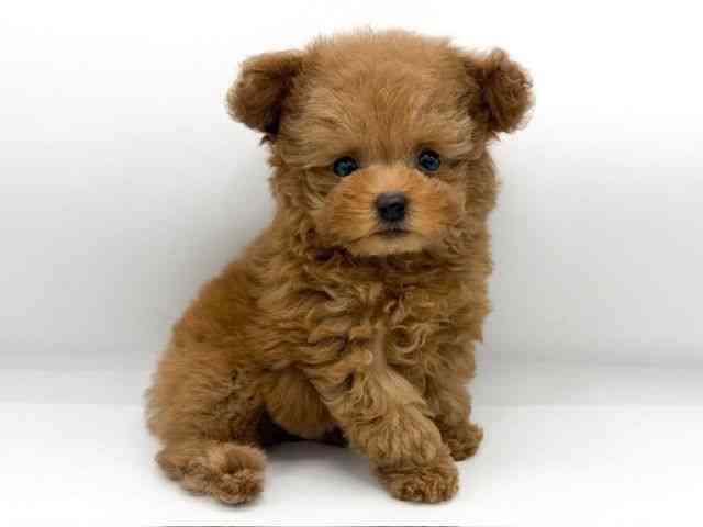 大阪府のトイプードル(トイ) (ひごペットフレンドリーららぽーとEXPOCITY店/2025年9月20日生まれ/男の子/レッド)の子犬の3枚目の画像