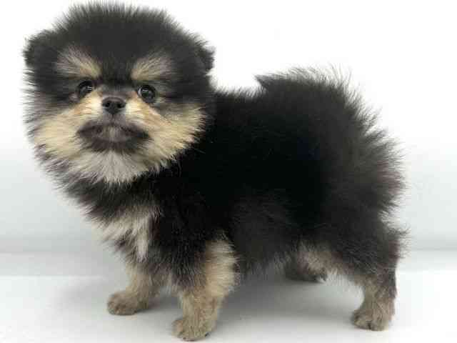 大阪府のポメラニアン (ひごペットフレンドリーららぽーとEXPOCITY店/2025年9月21日生まれ/男の子/ブラックタン)の子犬の3枚目の画像