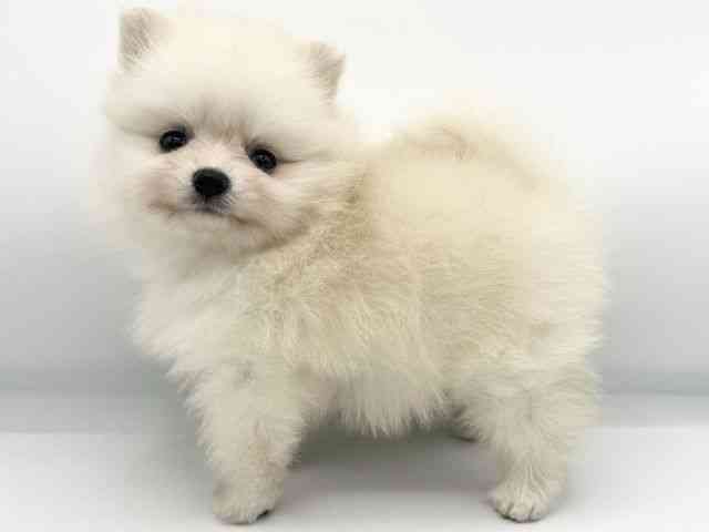 大阪府のポメラニアン (ひごペットフレンドリーららぽーとEXPOCITY店/2025年9月22日生まれ/女の子/クリーム)の子犬の3枚目の画像