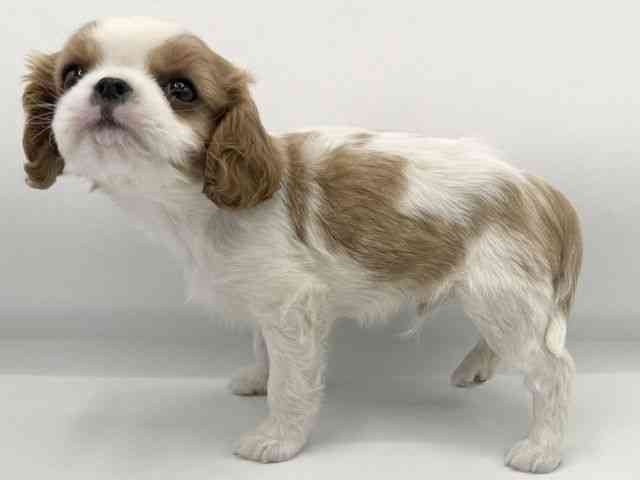 大阪府のキャバリアキングチャールズスパニエル (ひごペットフレンドリーららぽーとEXPOCITY店/2025年9月22日生まれ/男の子/ブレンハイム)の子犬の3枚目の画像