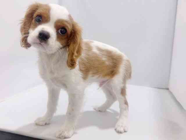 大阪府のキャバリアキングチャールズスパニエル (ひごペットフレンドリーイズミヤショッピングセンター千里丘店/2025年9月22日生まれ/男の子/ブレンハイム)の子犬の3枚目の画像