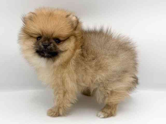 大阪府のポメラニアン (ひごペットフレンドリーららぽーとEXPOCITY店/2025年9月20日生まれ/女の子/オレンジ)の子犬の3枚目の画像