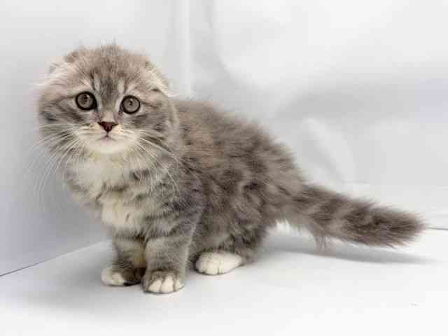 京都府のスコティッシュフォールド (ひごペットフレンドリー洛北阪急スクエア店/2025年9月18日生まれ/女の子/ブルーパッチドタビ－＆ホワイト)の子猫の3枚目の画像