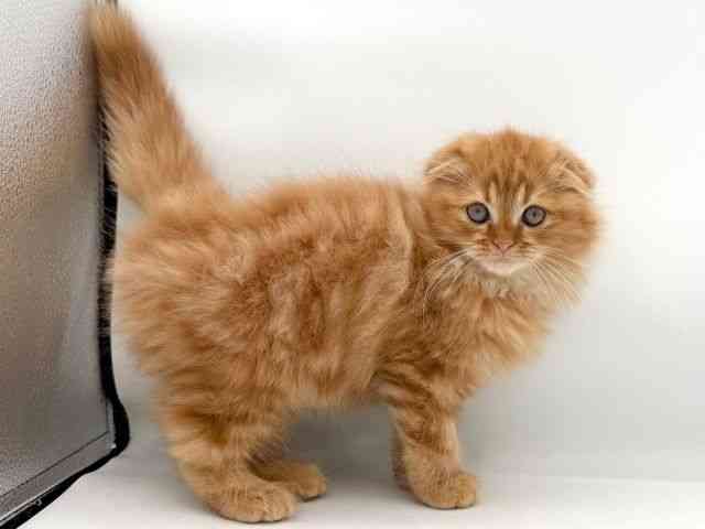 大阪府のスコティッシュフォールド (ひごペットフレンドリーイオンそよら海老江店/2025年9月18日生まれ/男の子/レッドタビー)の子猫の3枚目の画像