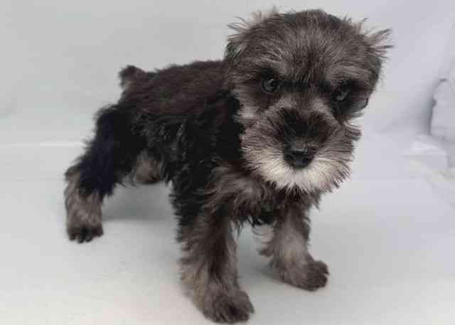 鳥取県のミニチュアシュナウザー (ひごペットフレンドリーイオンモール鳥取北店/2025年9月21日生まれ/女の子/ソルトペッパー)の子犬の3枚目の画像