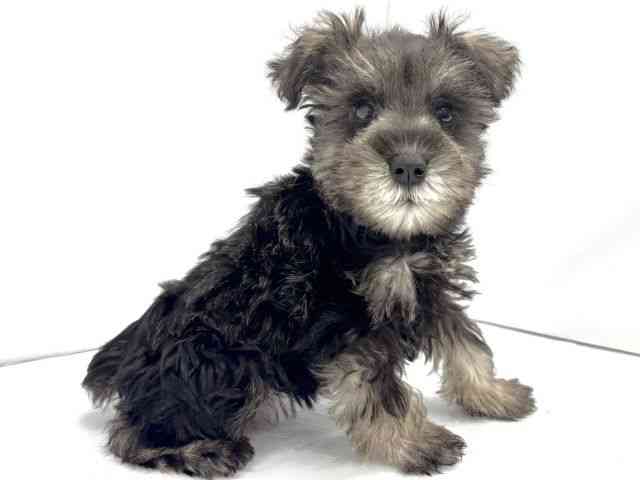 大阪府のミニチュアシュナウザー (ひごペットフレンドリーイオンタウン茨木太田店/2025年9月21日生まれ/女の子/ソルトペッパー)の子犬の3枚目の画像