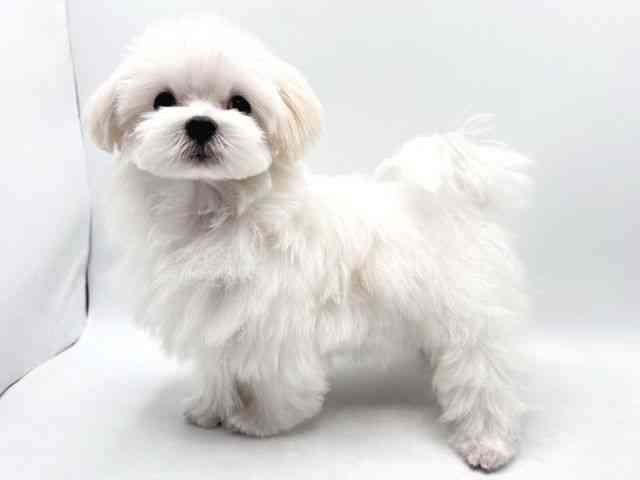 奈良県のマルチーズ (ひごペットフレンドリー田原本店/2025年9月18日生まれ/男の子/ホワイト)の子犬の3枚目の画像