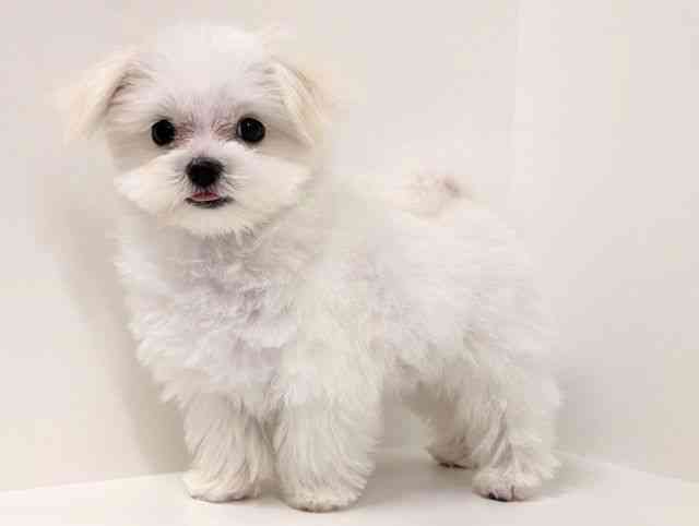 福岡県のマルチーズ (ひごペットフレンドリーリバーウォーク北九州店/2025年9月18日生まれ/男の子/ホワイト)の子犬の3枚目の画像