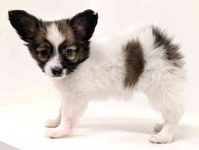 福岡県のパピヨン (ひごペットフレンドリーリバーウォーク北九州店/2025年9月21日生まれ/女の子/ホワイトブラウン)の子犬の3枚目の画像