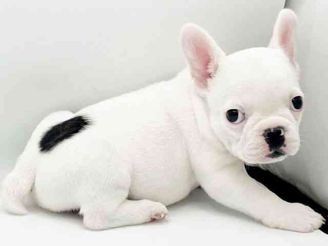 兵庫県のフレンチブルドッグ (ひごペットフレンドリーコロワ甲子園店/2025年9月18日生まれ/女の子/パイド)の子犬の3枚目の画像