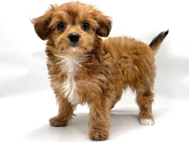 大阪府のチワプー/プーチー(チワワ×プードル) (ひごペットフレンドリー東淀川店/2025年9月21日生まれ/男の子/レッドホワイト)の子犬の3枚目の画像