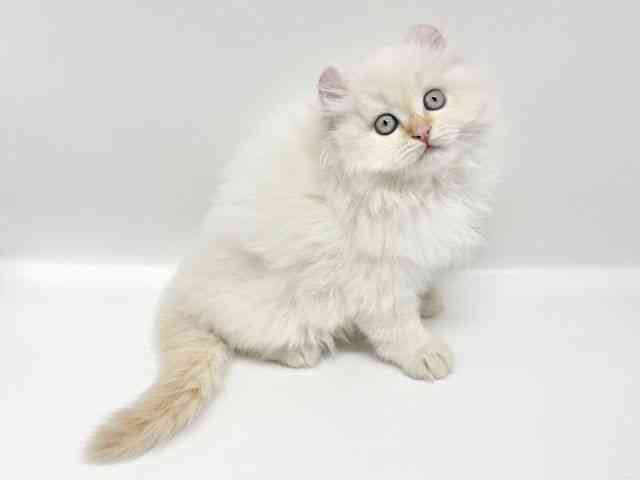 兵庫県のアメリカンカール (ひごペットフレンドリークラウンパーク伊丹店/2025年9月19日生まれ/男の子/レッドタビーホワイト)の子猫の3枚目の画像