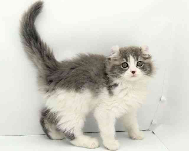 兵庫県のアメリカンカール (ひごペットフレンドリークラウンパーク伊丹店/2025年9月19日生まれ/男の子/ブルーホワイト)の子猫の3枚目の画像