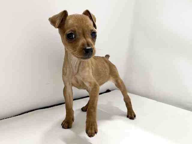 愛媛県のミニチュアピンシャー (ひごペットフレンドリーイオンモール今治新都市店/2025年9月22日生まれ/女の子/レッド)の子犬の3枚目の画像