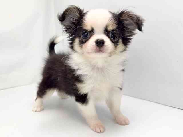 京都府のチワワ(ロング) (ひごペットフレンドリー洛北阪急スクエア店/2025年9月20日生まれ/男の子/ブラックタンホワイト)の子犬の3枚目の画像