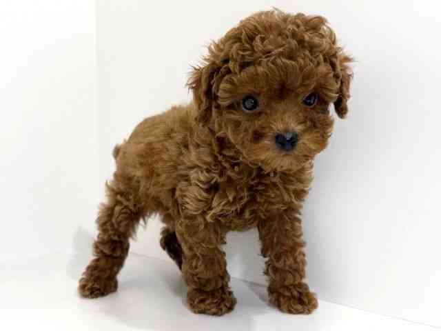 兵庫県のトイプードル(トイ) (ひごペットフレンドリーイトーヨーカドー明石店/2025年9月19日生まれ/男の子/レッド)の子犬の3枚目の画像