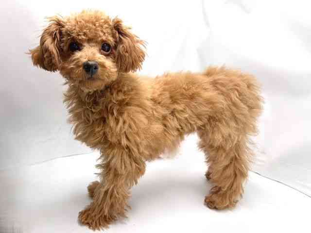 京都府のトイプードル(トイ) (ひごペットフレンドリー洛北阪急スクエア店/2025年9月19日生まれ/女の子/レッドフォーン)の子犬の3枚目の画像