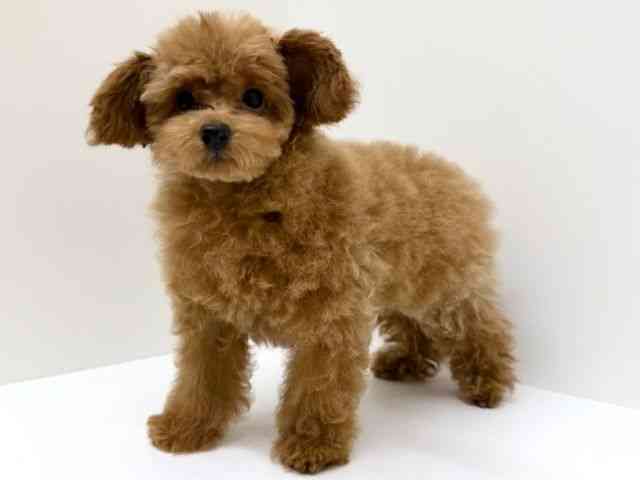 兵庫県のトイプードル(トイ) (ひごペットフレンドリーブルメールHAT神戸店/2025年9月19日生まれ/女の子/レッドフォーン)の子犬の3枚目の画像