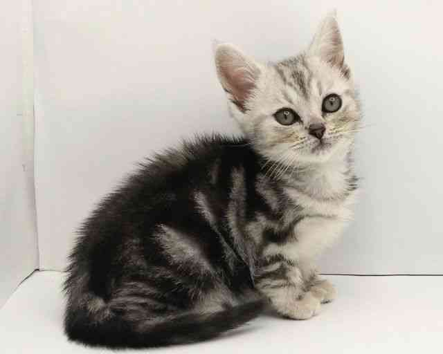 兵庫県のアメリカンショートヘアー (ひごペットフレンドリークラウンパーク伊丹店/2025年9月3日生まれ/女の子/シルバータビー)の子猫の3枚目の画像