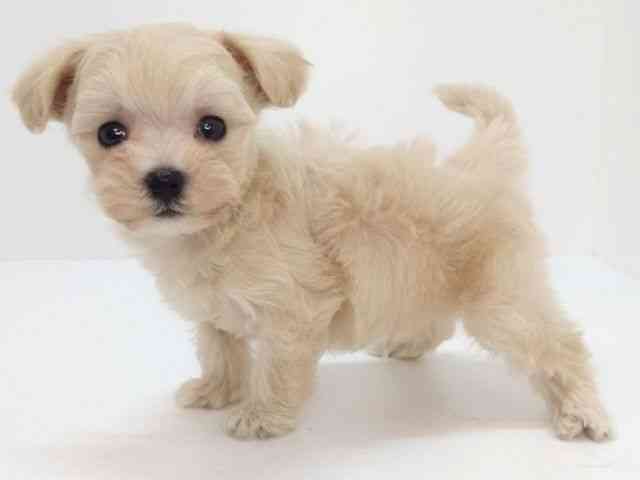 大阪府のハーフ犬・ミックス犬 (ひごペットフレンドリーいこらもーる泉佐野店/2025年9月22日生まれ/男の子/フォーン)の子犬の3枚目の画像