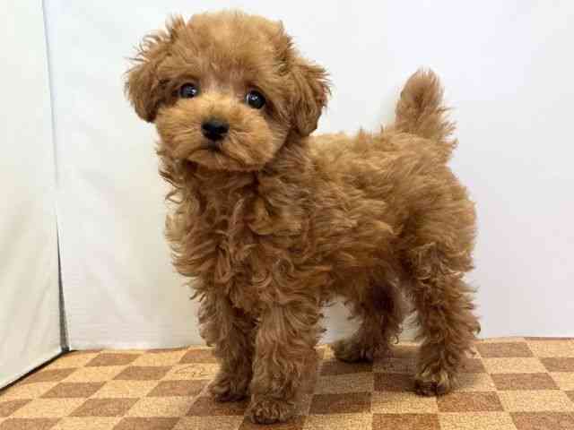 愛媛県のトイプードル(トイ) (ひごペットフレンドリーエミフルMASAKI店/2025年9月22日生まれ/男の子/レッド)の子犬の3枚目の画像