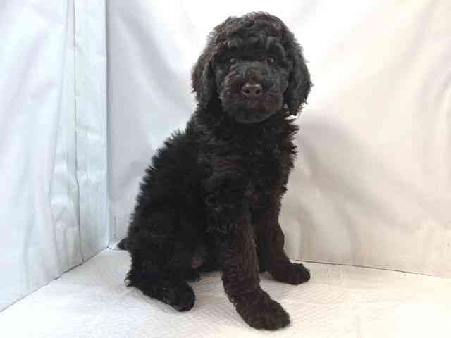 大阪府のスタンダードプードル (ひごペットフレンドリー堺プラットプラット店/2025年9月20日生まれ/女の子/ブラック)の子犬の3枚目の画像