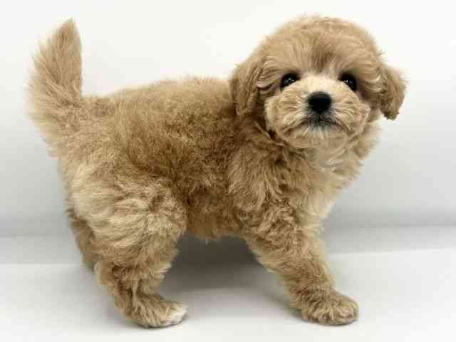 大阪府のハーフ犬・ミックス犬 (ひごペットフレンドリーららぽーとEXPOCITY店/2025年9月22日生まれ/女の子/アプリコット)の子犬の3枚目の画像