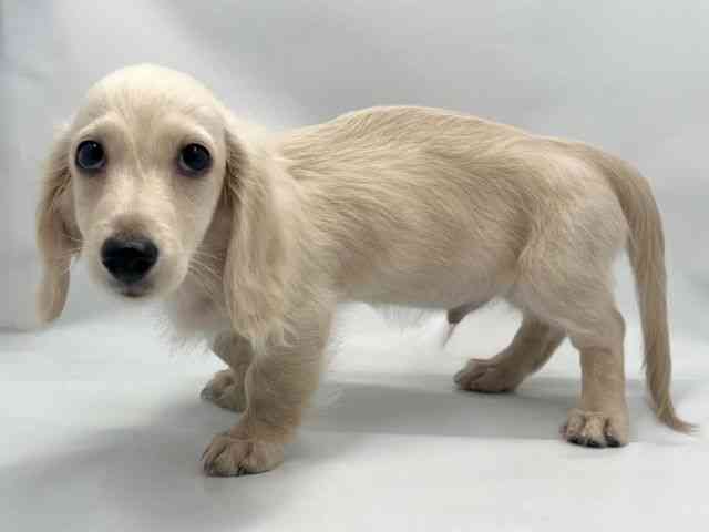 大阪府のミニチュアダックスフンド(ロング) (ひごペットフレンドリー東淀川店/2025年9月22日生まれ/男の子/イエロー)の子犬の3枚目の画像