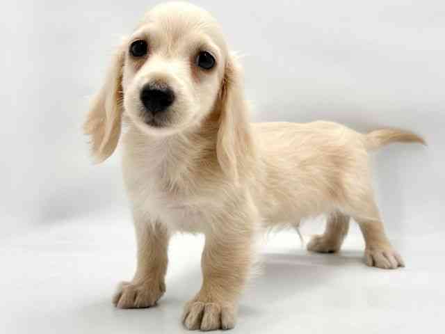 大阪府のミニチュアダックスフンド(ロング) (ひごペットフレンドリー東淀川店/2025年9月22日生まれ/男の子/イエロー)の子犬の3枚目の画像