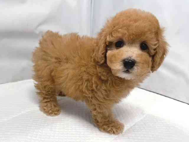 大阪府のトイプードル(トイ) (ひごペットフレンドリー堺プラットプラット店/2025年9月17日生まれ/男の子/アプリコット)の子犬の3枚目の画像