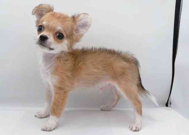 島根県のチワワ(ロング) (ひごペットフレンドリーイオン松江ショッピングセンター店/2025年9月19日生まれ/男の子/フォーンホワイト)の子犬の3枚目の画像