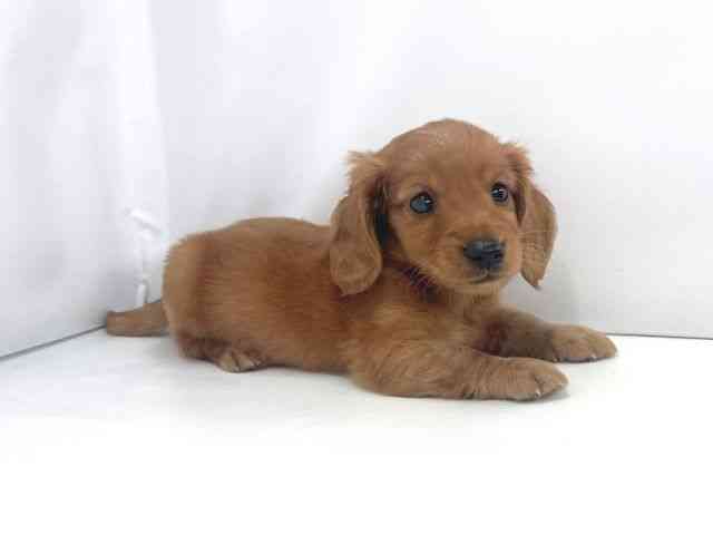 兵庫県のミニチュアダックスフンド(ロング) (ひごペットフレンドリーイオンタウン加古川店/2025年9月21日生まれ/男の子/ゴールド)の子犬の3枚目の画像