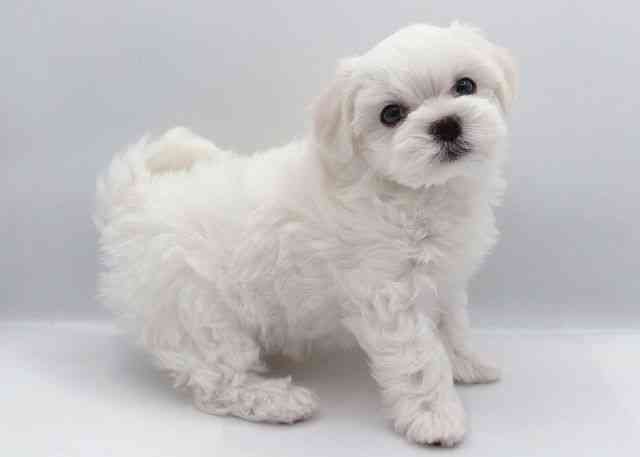 島根県のハーフ犬・ミックス犬 (ひごペットフレンドリーイオン松江ショッピングセンター店/2025年9月23日生まれ/男の子/ホワイト)の子犬の3枚目の画像