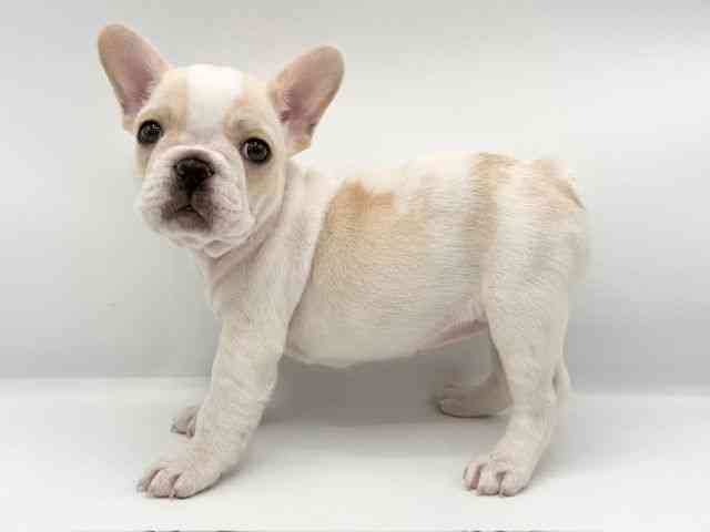 大阪府のフレンチブルドッグ (ひごペットフレンドリーららぽーとEXPOCITY店/2025年9月21日生まれ/女の子/パイド)の子犬の3枚目の画像