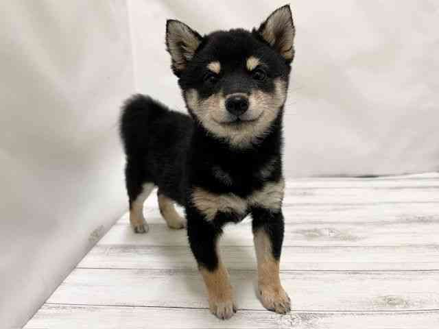 和歌山県の柴犬(標準サイズ) (ひごペットフレンドリーパームシティ和歌山店/2025年9月23日生まれ/女の子/黒)の子犬の3枚目の画像