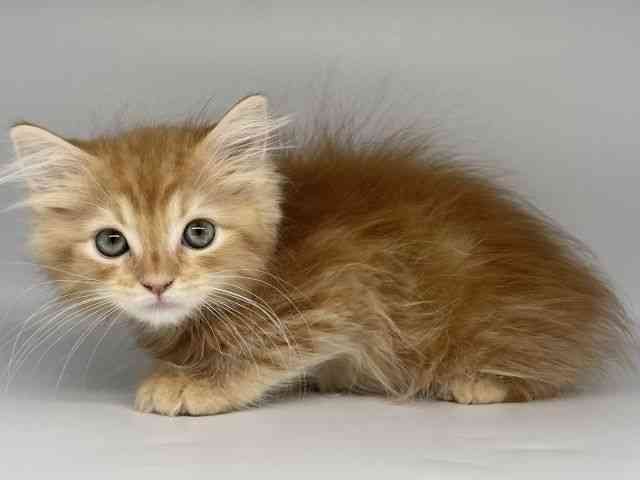 徳島県のラガマフィン (ひごペットフレンドリーゆめタウン徳島店/2025年9月5日生まれ/男の子/レッドタビー)の子猫の3枚目の画像