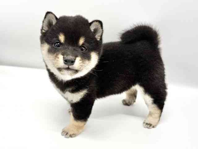 大阪府の柴犬(標準サイズ) (ひごペットフレンドリーイオンタウン豊中庄内店/2025年9月19日生まれ/男の子/黒)の子犬の3枚目の画像