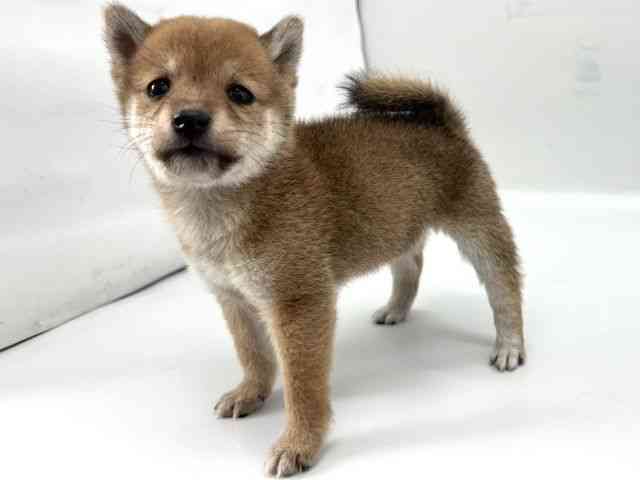 京都府の柴犬(標準サイズ) (ひごペットフレンドリー京都店/2025年9月21日生まれ/女の子/赤)の子犬の3枚目の画像