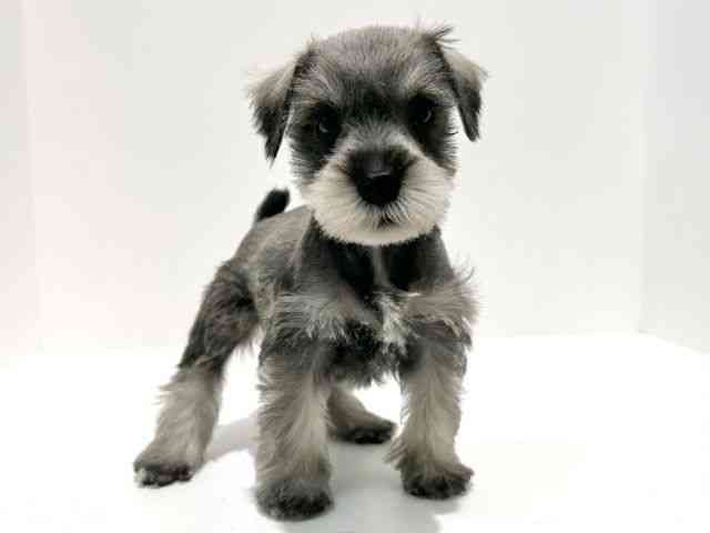 大阪府のミニチュアシュナウザー (ひごペットフレンドリーイオン高槻店/2025年9月20日生まれ/男の子/ソルトペッパー)の子犬の3枚目の画像