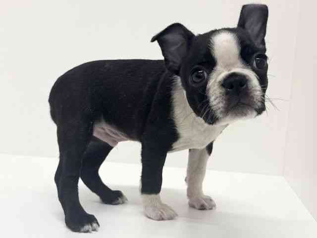 大阪府のボストンテリア (ひごペットフレンドリーくずはモール店/2025年9月22日生まれ/男の子/ボストンカラー)の子犬の3枚目の画像